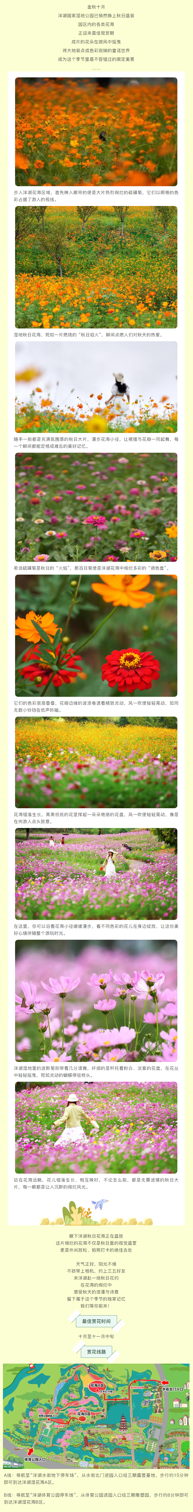 洋湖花海盛开 共绘浪漫秋日画卷.png
